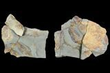 Multiple Soft-Bodied Fossil Aglaspids (Tremaglaspis) - Morocco #105442-1